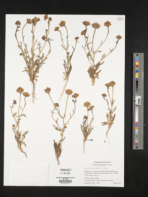 Chaenactis nevii image