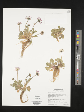 Bellis perennis image