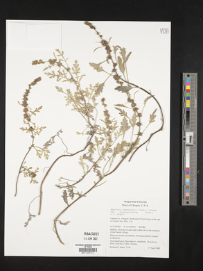 Ambrosia chamissonis image
