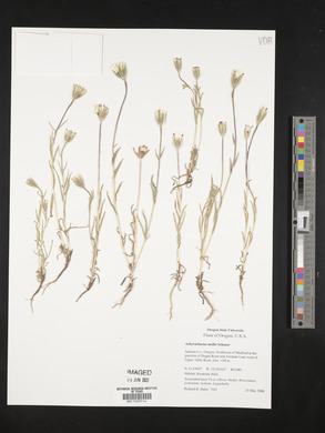 Achyrachaena mollis image