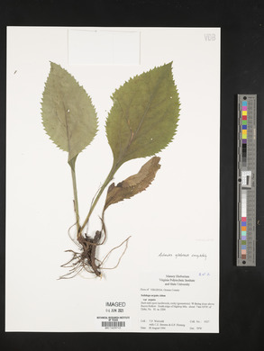 Solidago arguta var. arguta image