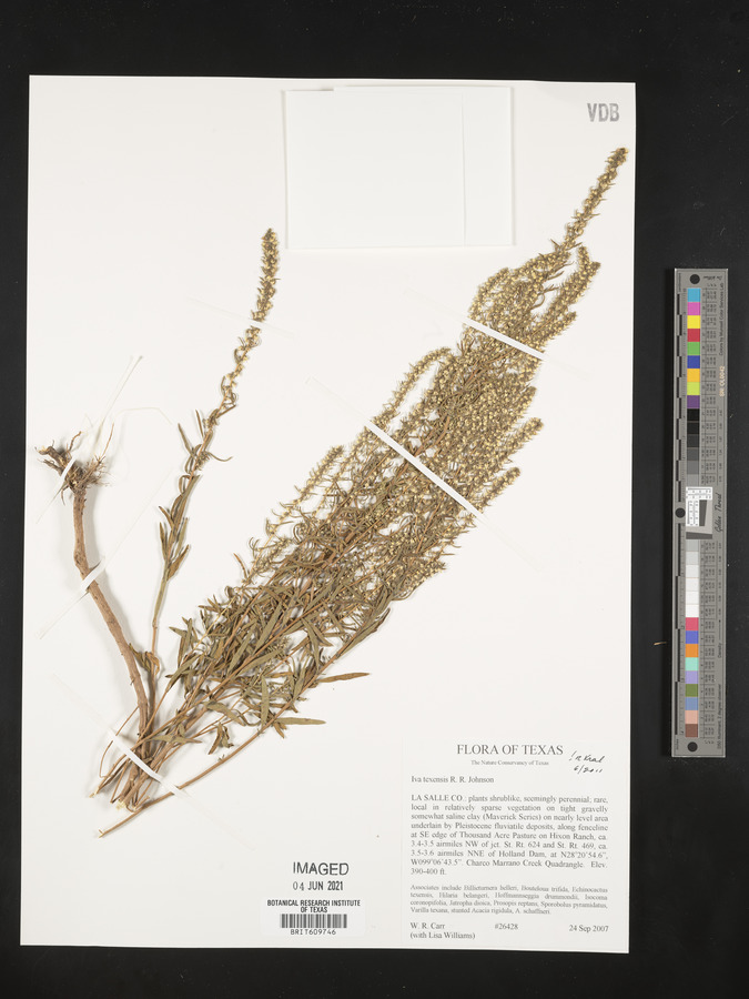 Iva texensis image