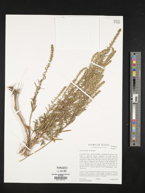 Iva texensis image