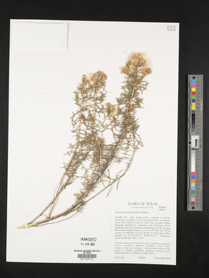Isocoma coronopifolia image
