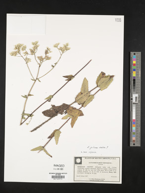 Eupatorium pilosum image