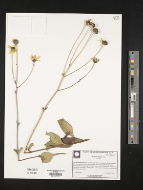 Rudbeckia fulgida image