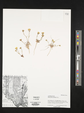 Malacothrix fendleri image