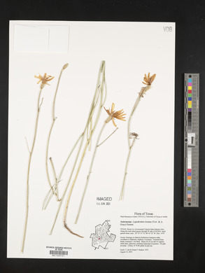 Lygodesmia texana image
