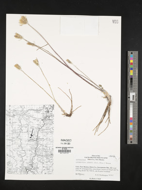 Leibnitzia lyrata image