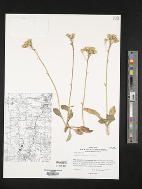 Senecio wootonii image