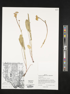 Senecio wootonii image