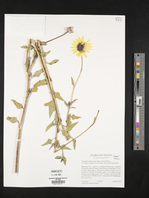Helianthus debilis subsp. runyonii image
