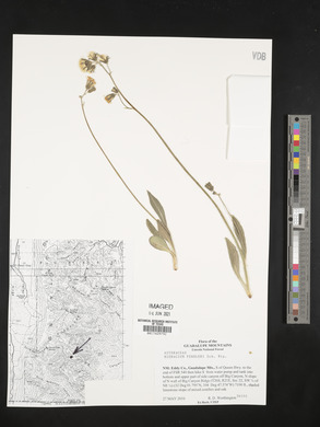 Hieracium fendleri image