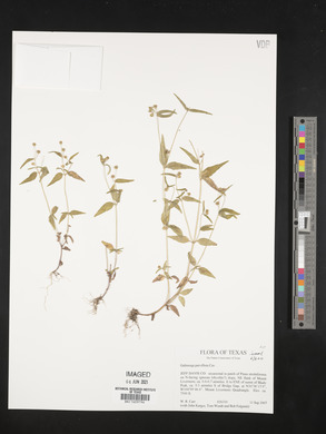 Galinsoga parviflora image