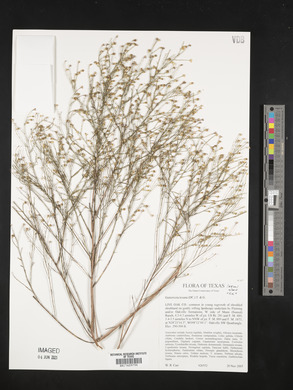 Gutierrezia texana image