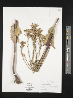 Arnoglossum ovatum image