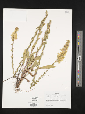 Solidago gracillima image