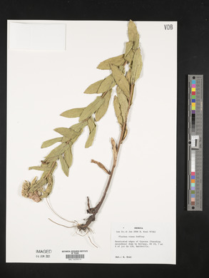 Pluchea rosea image