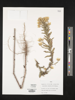 Heterotheca canescens image