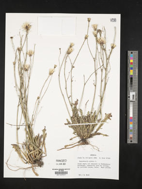 Hypochaeris glabra image