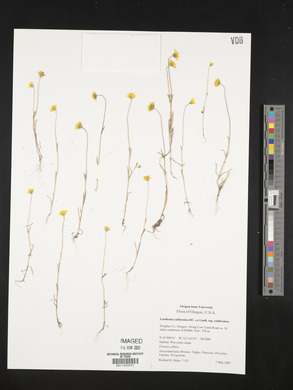 Lasthenia californica image