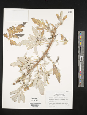 Ambrosia grayi image