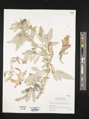 Ambrosia grayi image