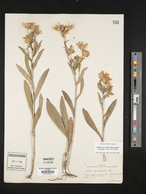 Eurybia spectabilis image