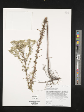 Eupatorium mohrii image