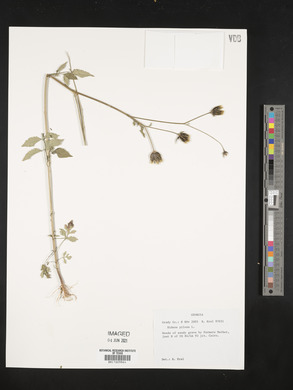 Bidens pilosa image