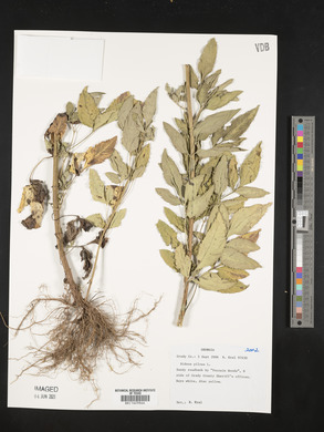 Bidens pilosa image