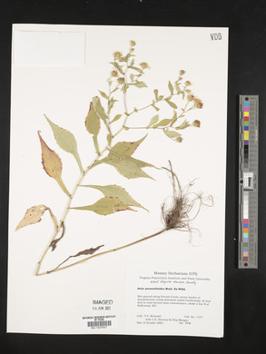 Symphyotrichum prenanthoides image