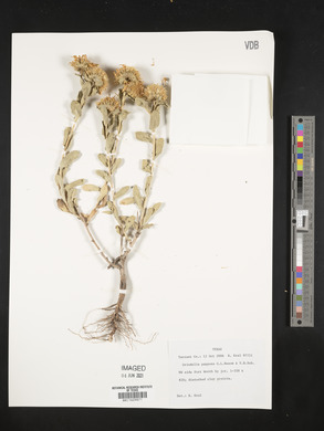 Grindelia ciliatus image
