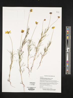 Thelesperma filifolium image