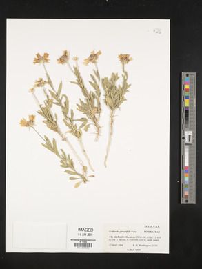 Gaillardia pinnatifida image