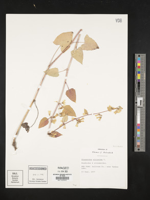 Nabalus altissimus image