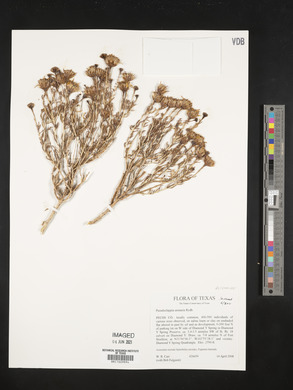 Pseudoclappia arenaria image