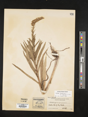 Solidago sempervirens image