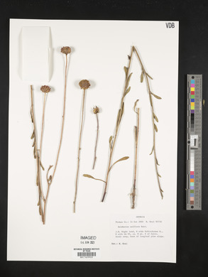 Balduina uniflora image