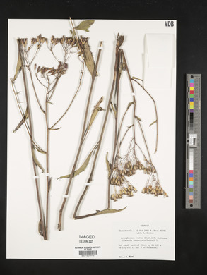 Arnoglossum ovatum image
