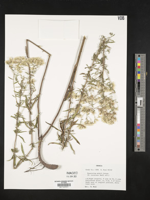 Eupatorium mohrii image