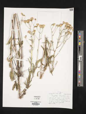 Polypteris integrifolia image