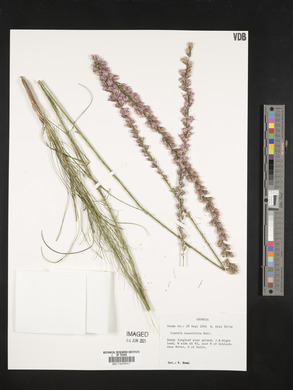 Liatris tenuifolia image
