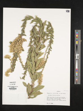 Solidago fistulosa image