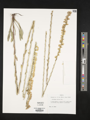 Solidago stricta image