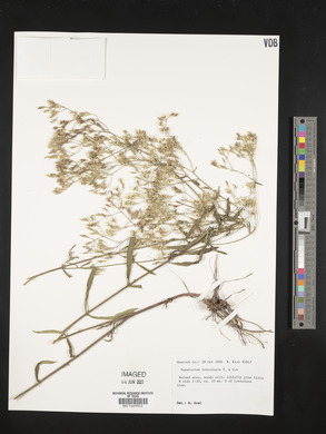 Eupatorium leucolepis image