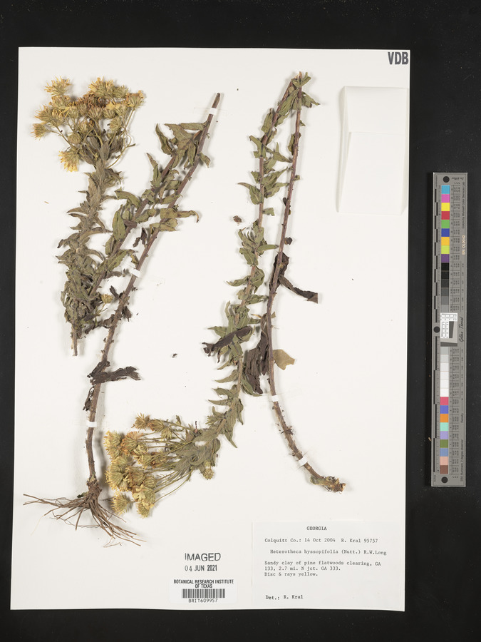 Heterotheca hyssopifolia image