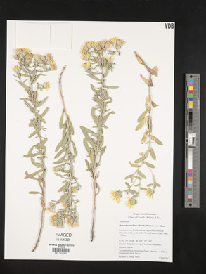 Heterotheca villosa var. villosa image