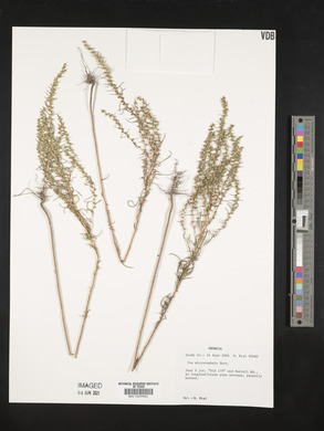 Iva microcephala image