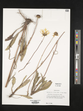 Helianthus heterophyllus image